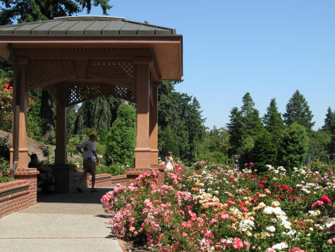 Portland International Rose Garden